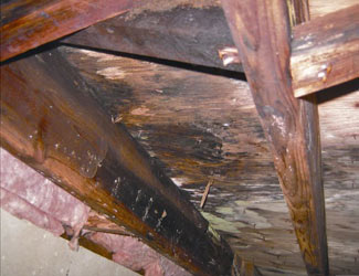mold and rot in a State College crawl space