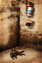 a cat laying in a wet, leaky basement in State College, PA